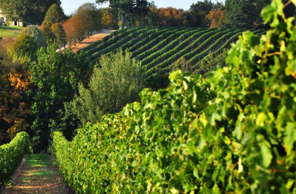 Les vignobles choletais