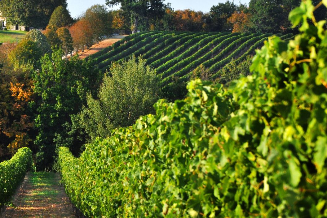 wp-content/uploads/2023/03/les-vignobles-choletais.jpg